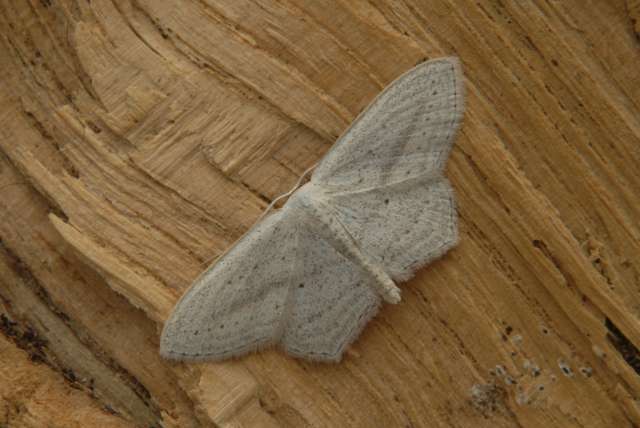 Scopula emutaria, de Witroze stipspanner. Een zeldzame soort langs de kust. Soort van natte duinvalleien, schorren en kwelders. Vliegt in juli en aug. 